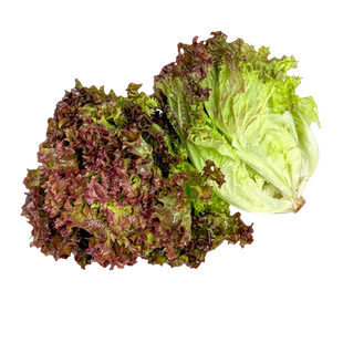 罗莎红250g 新鲜红叶生菜紫叶新鲜沙拉蔬菜西餐食材罗沙红5件包邮