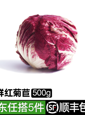 新鲜红菊苣500g 落地球生菜紫苣红叶包菜沙拉蔬菜食材 5件包邮