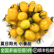 黄色小番茄当季新鲜采摘蔬菜