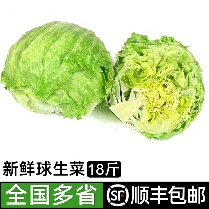 球生菜18斤 新鲜蔬菜汉堡三明治生菜西餐沙拉食材圆西生菜包邮