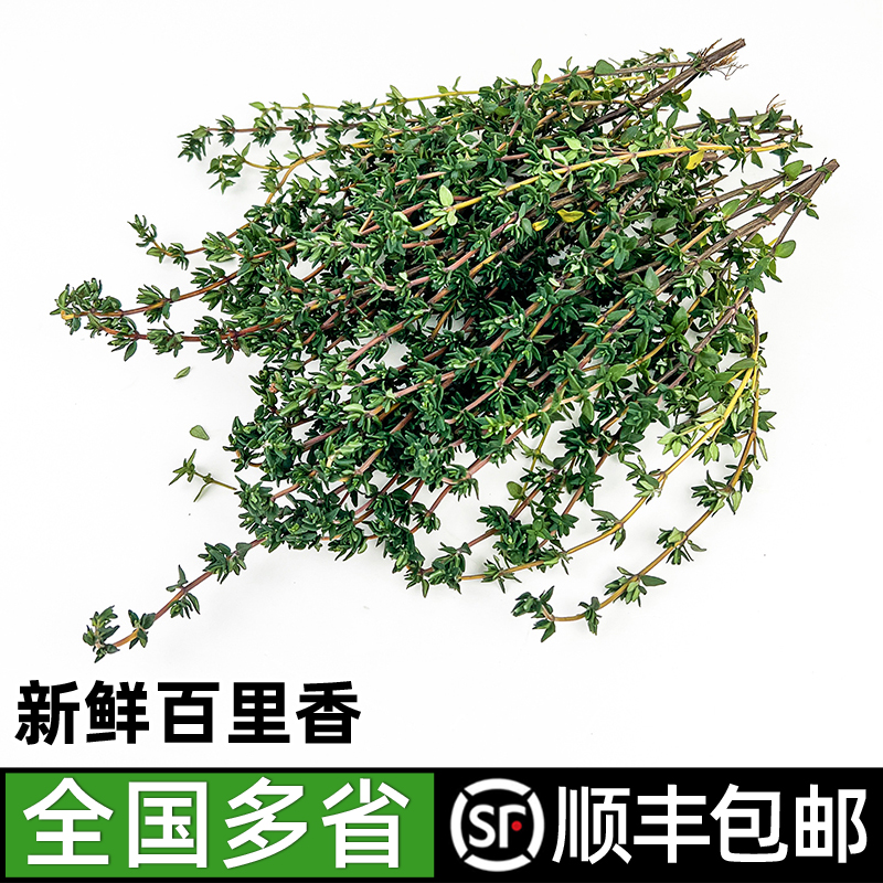 新鲜百里香 西餐牛排披萨意大利面烧烤肉串调味料香料 顺丰包邮