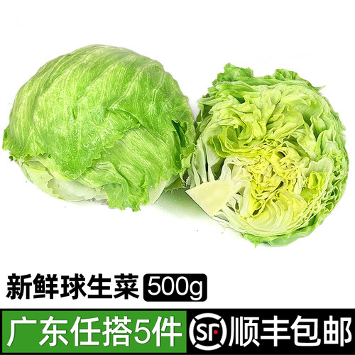 球生菜500g 西生菜新鲜球包菜汉堡包蔬菜西餐沙拉食材 5件包邮 - 封面