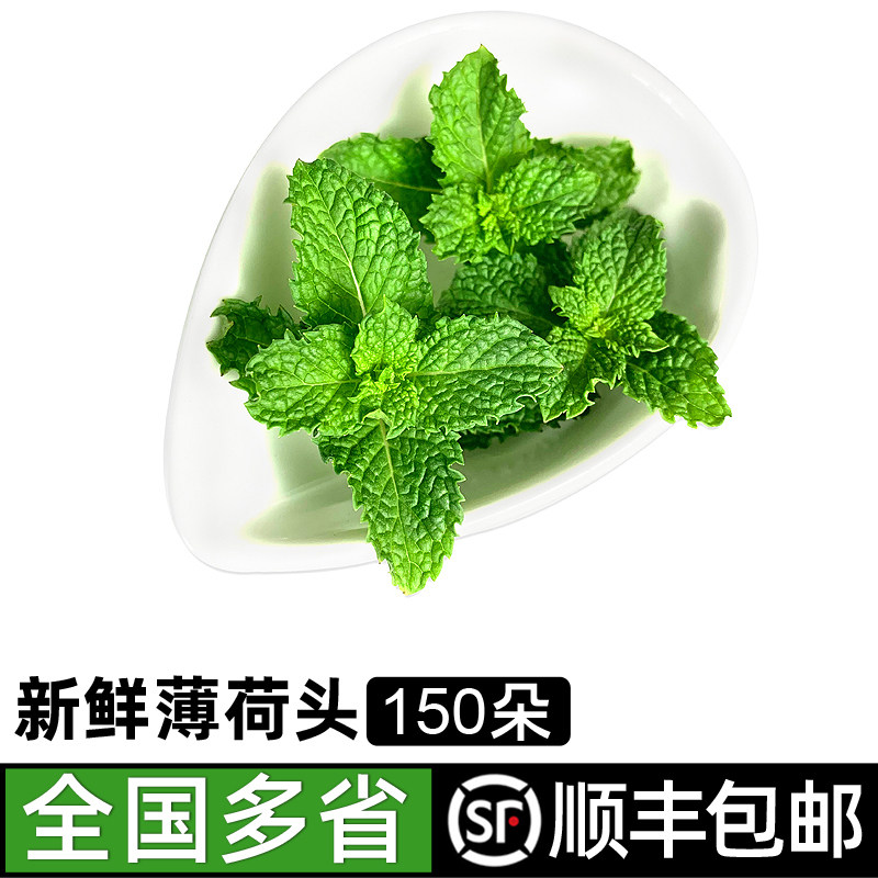 新鲜薄荷头150朵 薄荷尖可食用蛋糕烘焙调酒莫吉托食材摆盘包邮