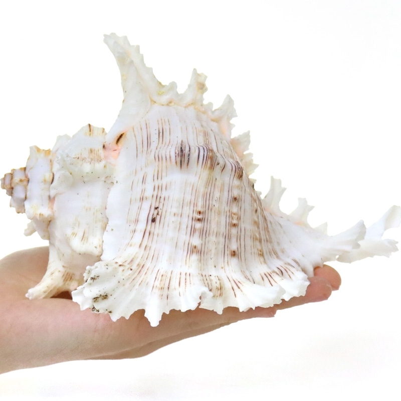千手螺超大海螺贝壳摆件白色家居摆件鱼缸造景水族箱装饰品