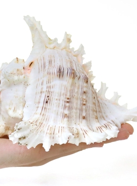 千手螺超大海螺贝壳摆件白色家居摆件鱼缸造景水族箱装饰品