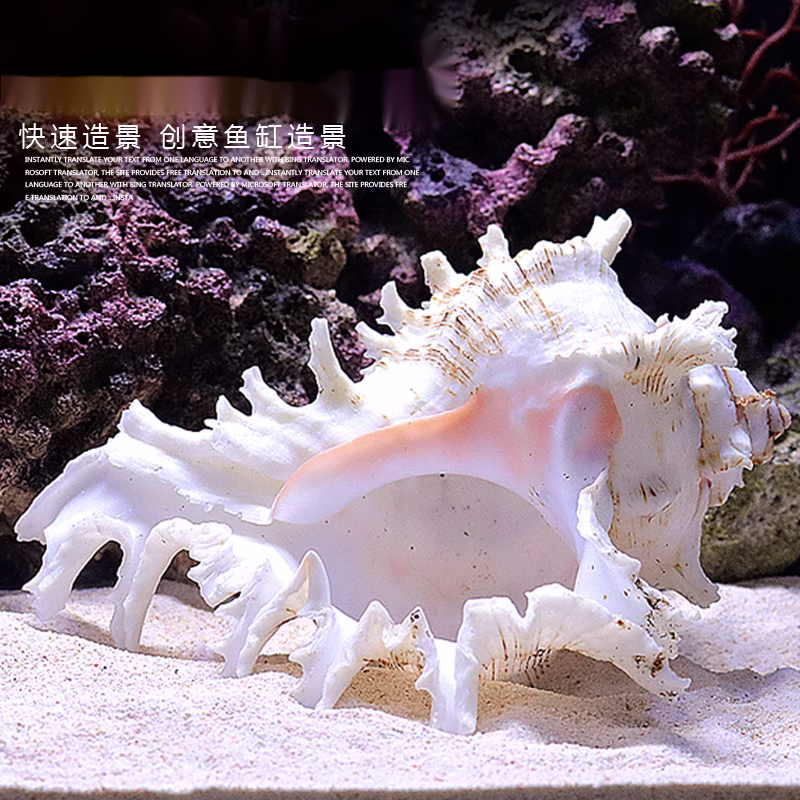 海螺贝壳鱼缸水族箱造景装饰大小号贝壳海底世界摆件躲避屋 饰品/流行首饰/时尚饰品新 摆件 原图主图