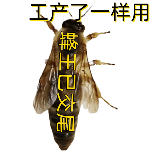 中蜂开产新王中蜂交尾王高产蜜王蜜蜂蜂王种王阿坝中蜂王精选包产
