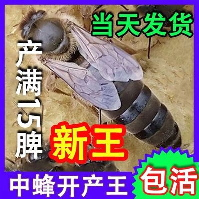 中蜂伏牛王种王优质蜜蜂高产蜜开产王双色天柱阿坝土蜂本地开产王