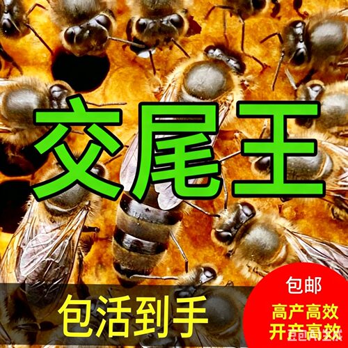 中蜂四川阿坝蜂王开产王种王贵州蜜蜂王中华蜂王特大号产卵王