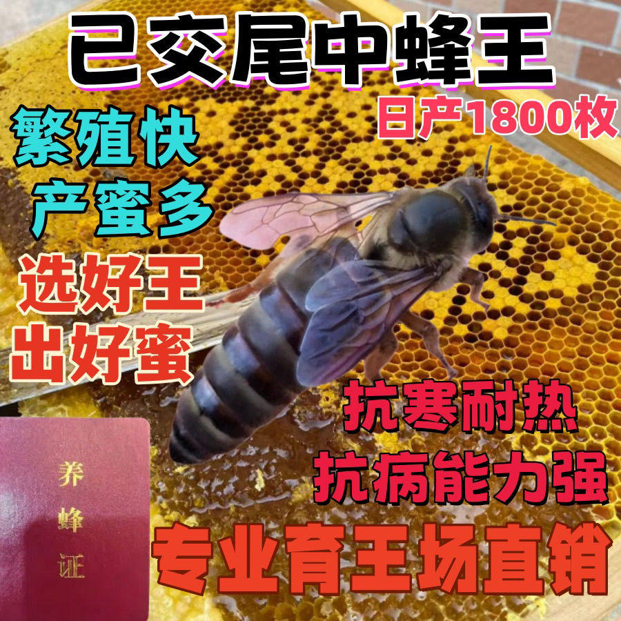 中蜂蜂王优质高产伏牛高产王阿坝天柱四川本地土蜂开产新王满脾王