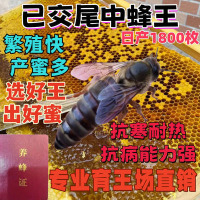 中蜂蜂王优质高产伏牛高产王阿坝天柱四川本地土蜂开产新王满脾王