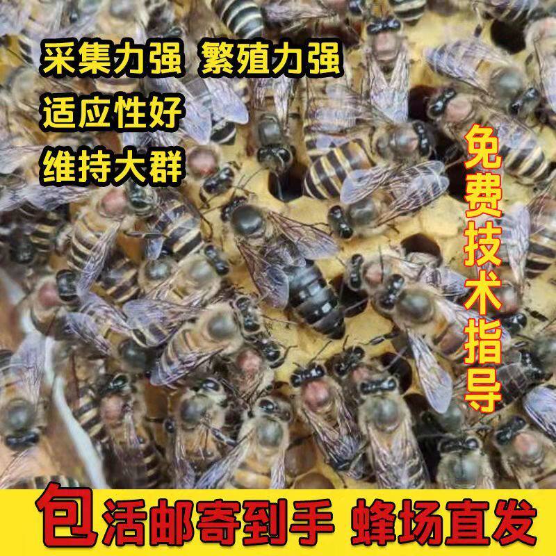 中蜂蜂王种王蜜蜂产卵王阿坝纯种开产新王广西强群王伏牛王土蜂王