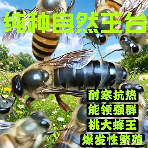 中蜂王伏牛蜂王交尾高产产卵双色阿坝土蜂中蜂开产王包邮包活到手