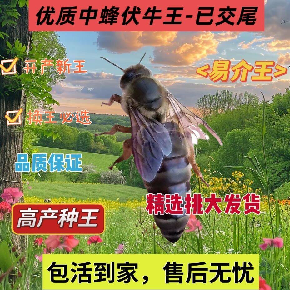 中蜂蜂王种王优质双色杂交阿坝天柱交尾土蜂开产新王