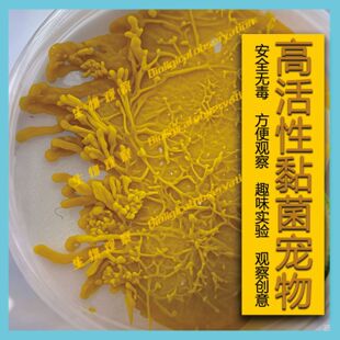 黏菌宠物多头刚丝绒泡菌粘菌活体菌核菌种好养史莱姆超小型微生物