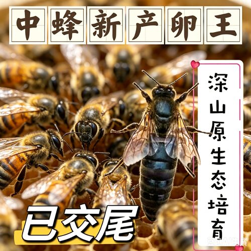 中蜂蜂王中蜂新开产王蜜蜂种王中华蜜蜂开产新王本地土蜂王伏牛王