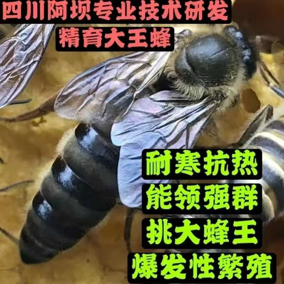 中蜂蜂王四川省阿坝开产王本地蜂王种王广东蜜蜂王大头中蜂产卵王