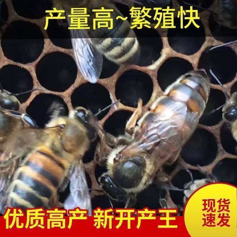 【现货速发】中蜂蜂王种王优质种王高产蜜蜂优质种蜂核心产品王纯