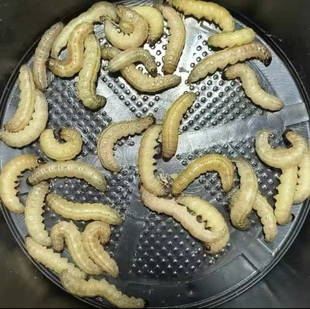 喂鸟棒野生玉米虫鸟零食补膘不上火纯野生北京麻根虫上品