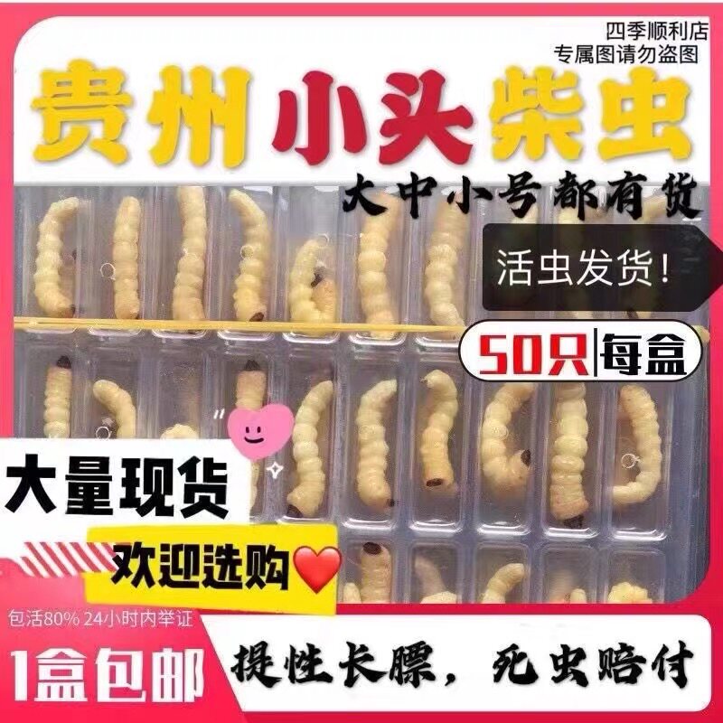 2024年新货小头柴虫50只