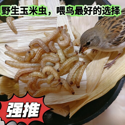 喂鸟野生玉米虫鸟零食补膘不上火纯野生虫活虫玉米虫高营养大虫