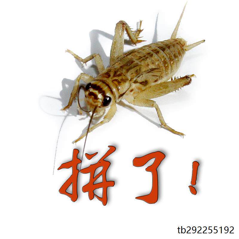 蛐蛐蟋蟀活物白体饲料