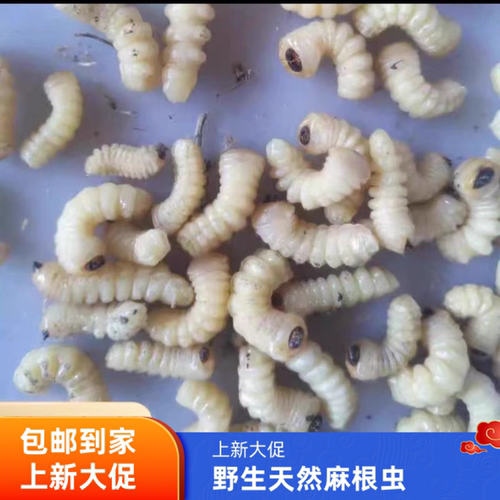 野生麻根虫壮膘提性鸟用高蛋白独立包装有大有小不上火 玉米虫