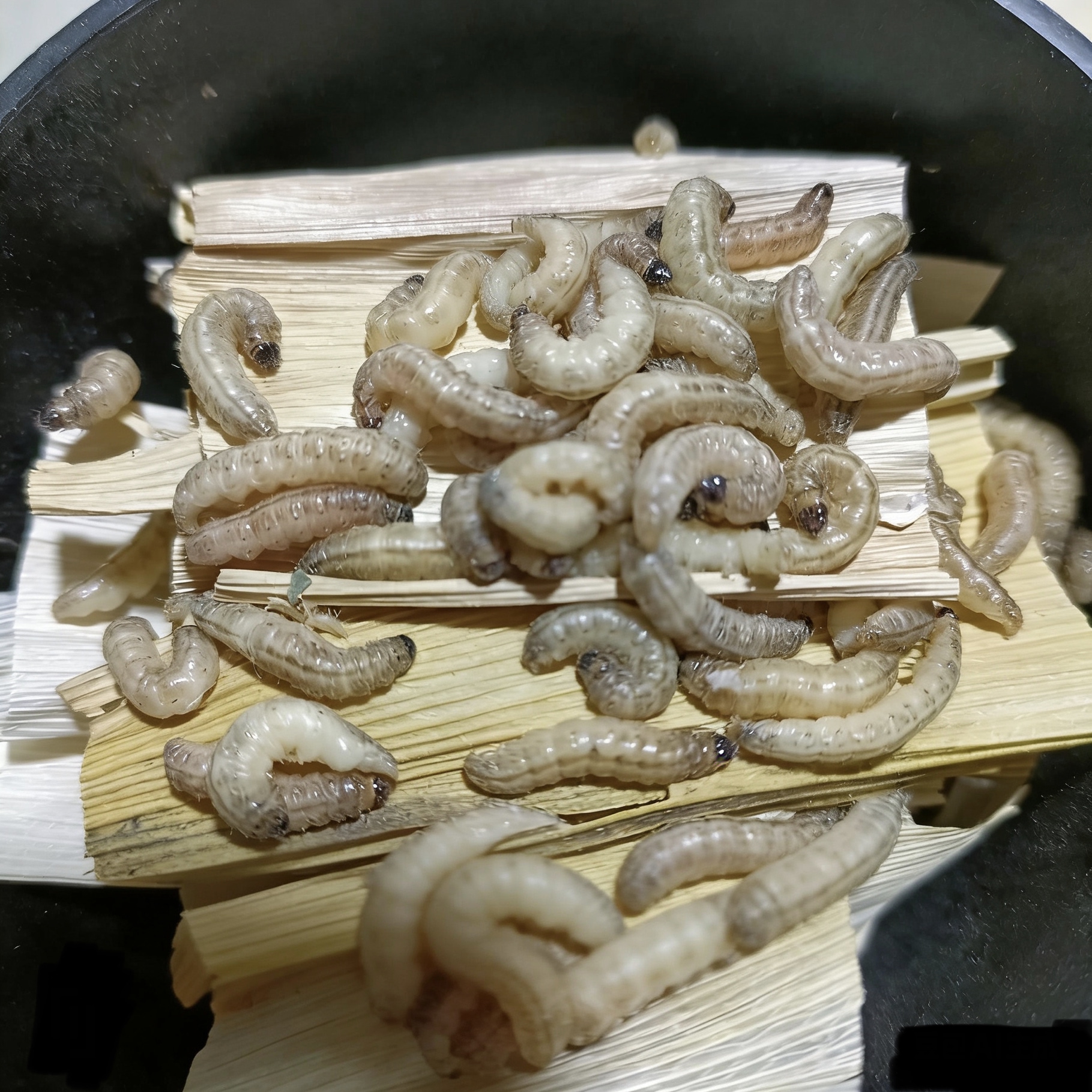 野生玉米虫鸟零食补膘不上火纯野生麻根虫活虫高营养大虫喂鸟