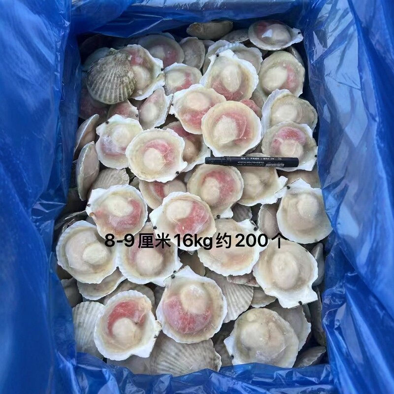 半壳吊笼扇贝8910半壳贝超大夏夷贝虾夷贝乡席烧烤自助餐宴会商用