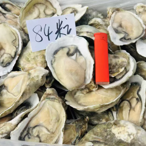 冷冻半壳生蚝水母新鲜特大牡蛎
