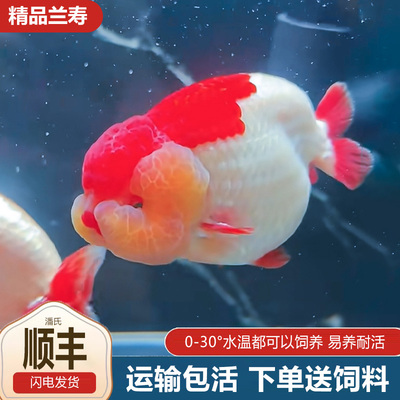 兰寿金鱼波妞小鱼苗冷水