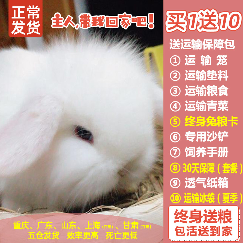 小宠物侏儒兔纯种白兔子活物宝宝宠物兔小型猫猫兔道奇荷兰垂耳兔