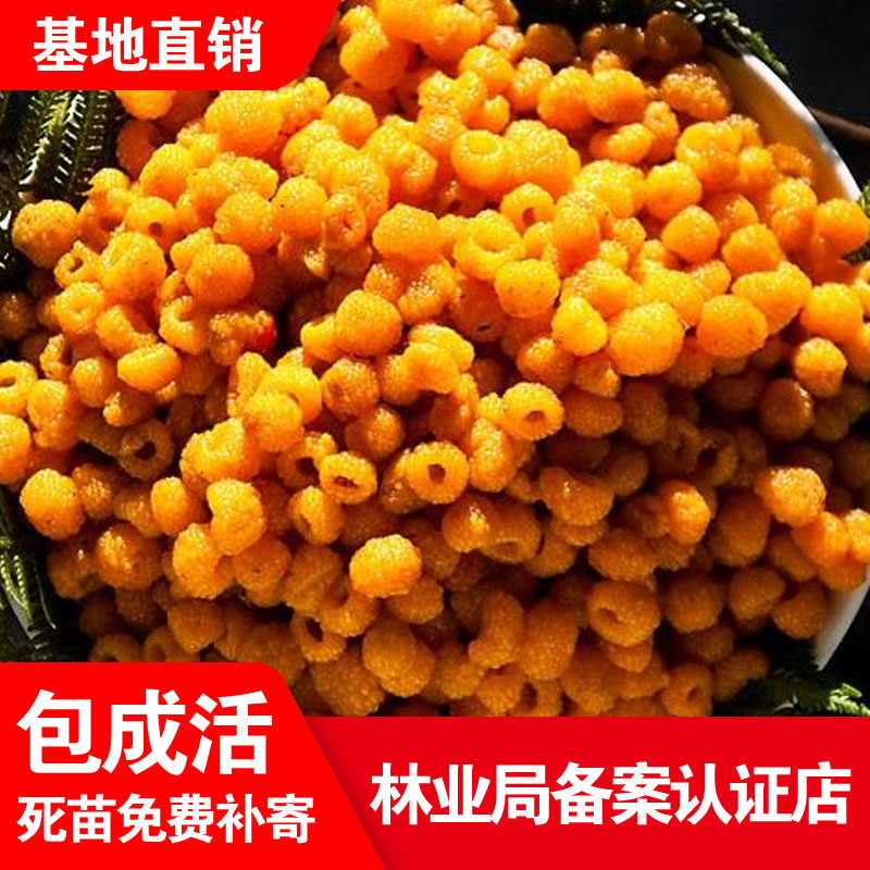 双季黄树莓果苗当年结果橙色奇迹庭院阳台盆栽地栽种植覆盆子金秋