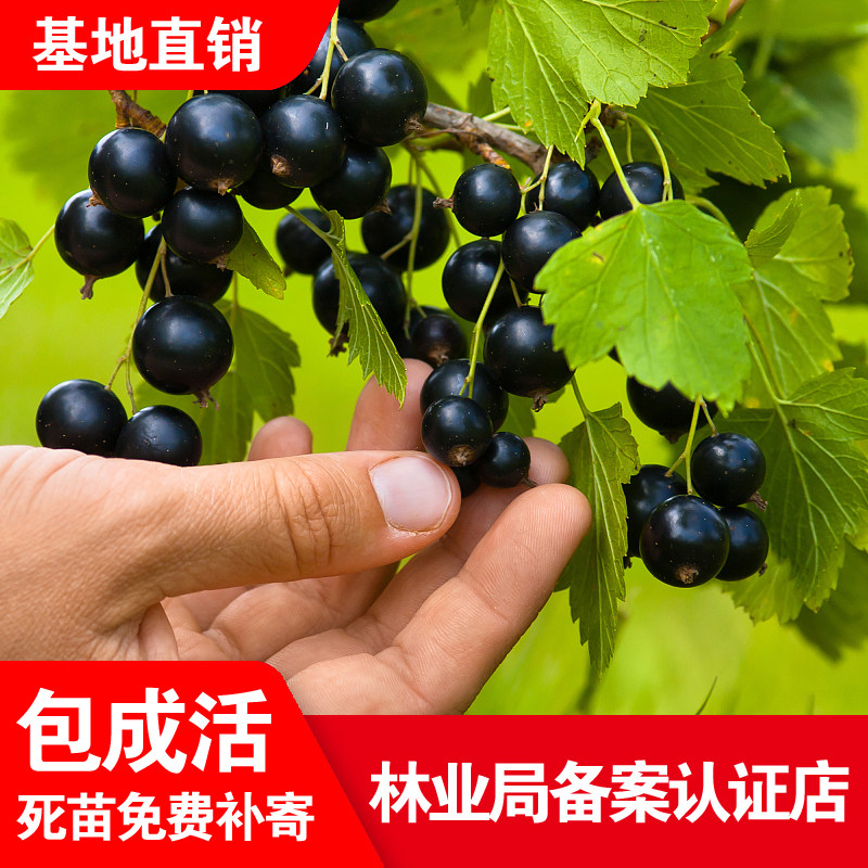 黑加仑果树苗盆栽地栽紫莓黑加仑南北种植黑豆果新兴营养黑穗醋栗