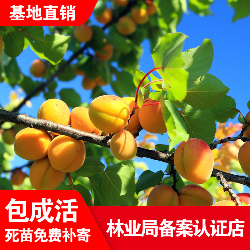 杏树苗嫁接树苗盆栽地栽特大甜杏凯特杏南北种植耐寒果树当年结果