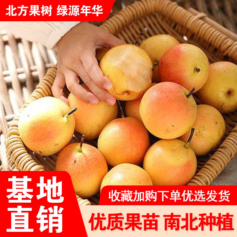 南果梨树嫁接果树苗盆栽地栽红南果梨南北种植鞍山正宗南果梨树苗