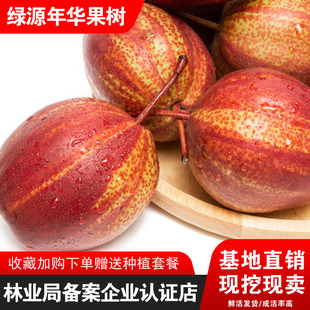 早酥红梨树苗彩虹梨苗条红梨树早熟梨新品种嫁接梨苗梨树果苗结果