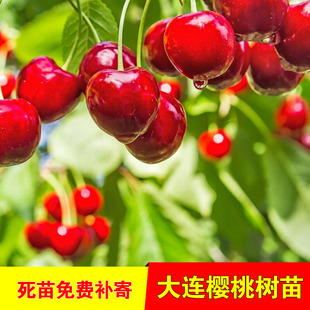 大连樱桃树苗南北方地栽车厘子树苗盆栽特大嫁接樱桃树苗当年结果