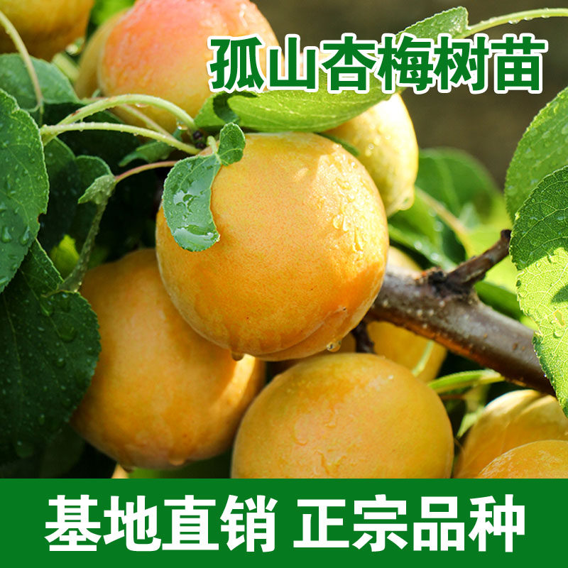 孤山杏梅果树苗嫁接特大新品种杏梅苗盆栽地栽南北方种植当年结果