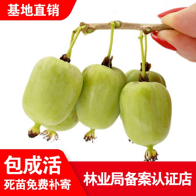 软枣猕猴桃自花授粉果树盆栽地栽
