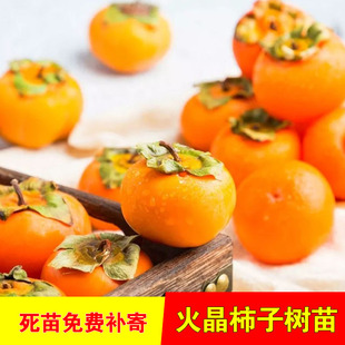 火晶柿子苗南北方庭院地栽红灯笼柿子树苗盆栽嫁接小火罐当年结果