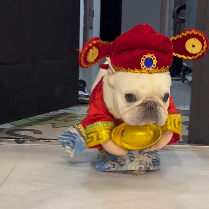 宠物猫咪狗狗新年衣服战袍2025过年拜年唐装搞笑财神装扮法斗泰迪