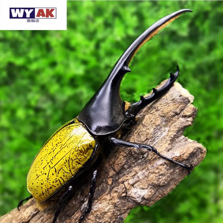 仙活虫甲姬兜长戟大兜稀罕宠物新手套餐好养昆甲成幼