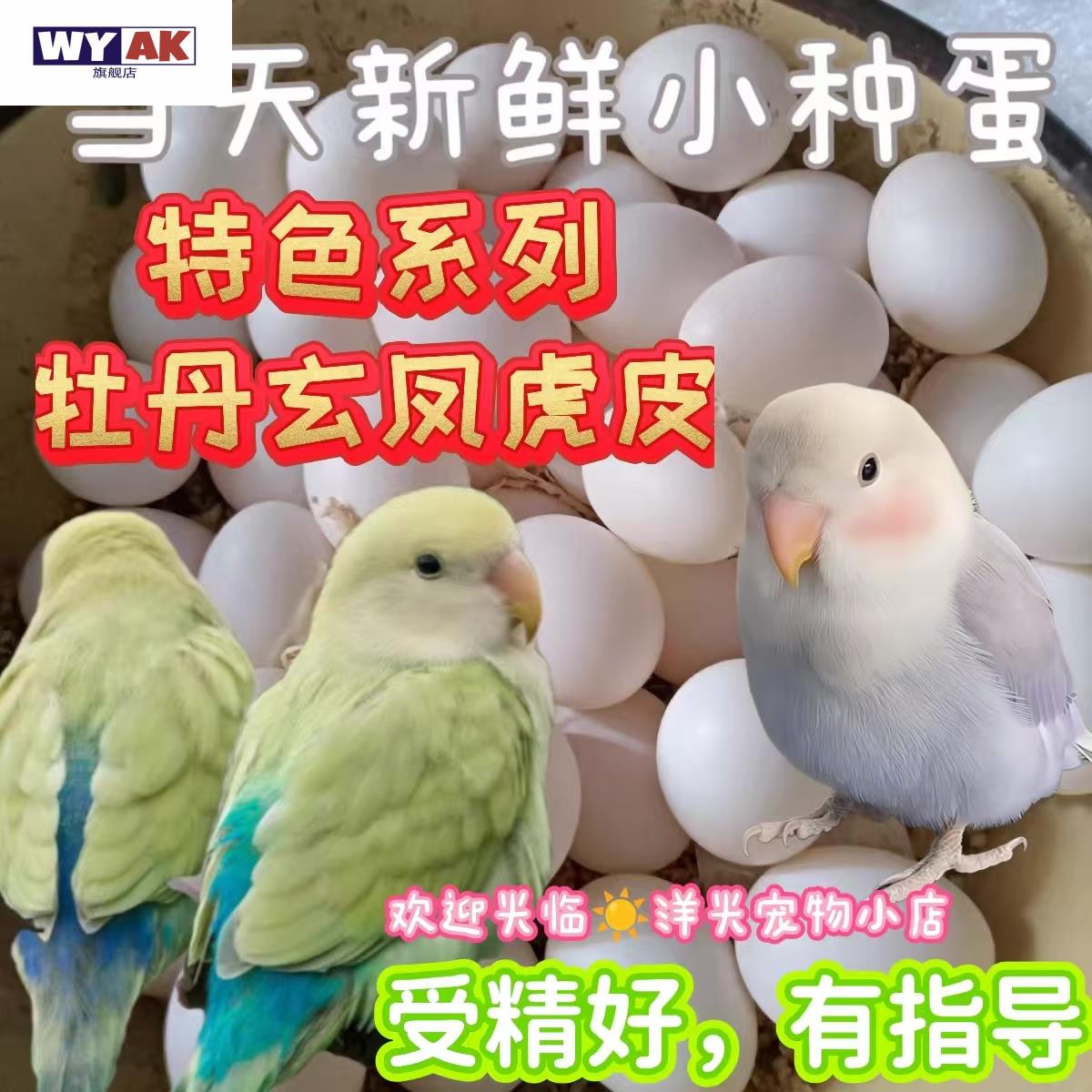 鹦鹉蛋受精可孵化牡丹玄凤白子率高种鸟蛋鹦鹉虎皮率人工孵化