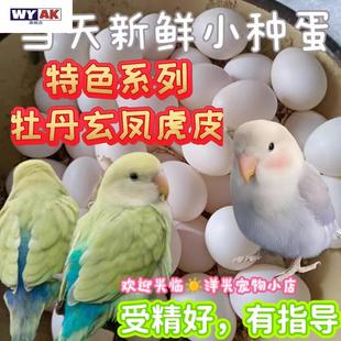 鹦鹉蛋受精可孵化牡丹玄凤白子率高种鸟蛋鹦鹉虎皮率人工孵化