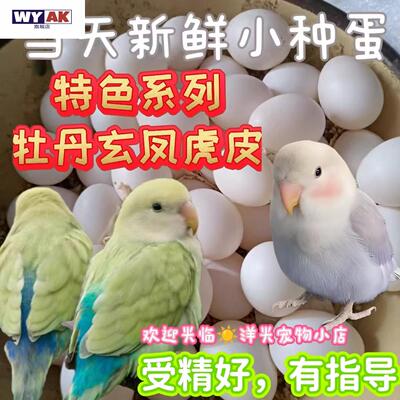 鹦鹉蛋受精可孵化牡丹玄凤白子率高种鸟蛋鹦鹉虎皮率人工孵化