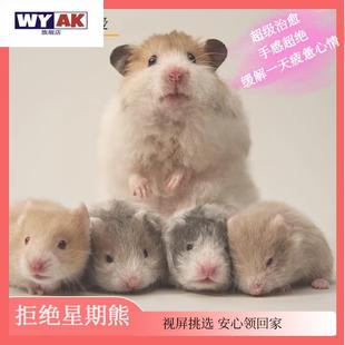 网红小宠物仓鼠家养活物纯种金丝熊波利肉桂黑白黄长短直毛学生宿