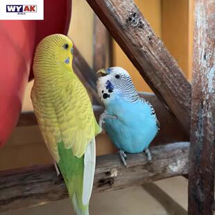 玄凤鹦鹉活鸟手养虎皮活幼鸟多彩云斑会说话公母一对繁殖