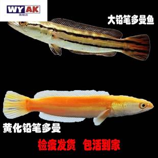 雷龙鱼苗大铅笔观赏鱼小盾鳢凶猛肉食鱼多曼黄化铅笔热带鱼淡水鱼