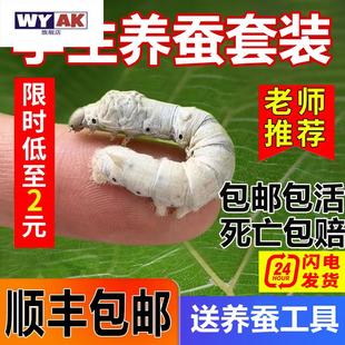 桑叶新鲜学生养蚕套装蚕宝宝蚕卵幼虫专用饲养盒箱太空养育舱